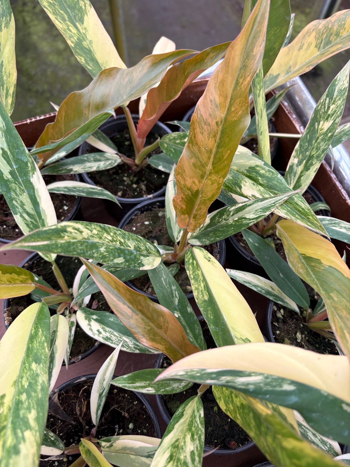 Caramel Marble Philodendron