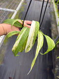 Anthurium Vittariifolium Variegated