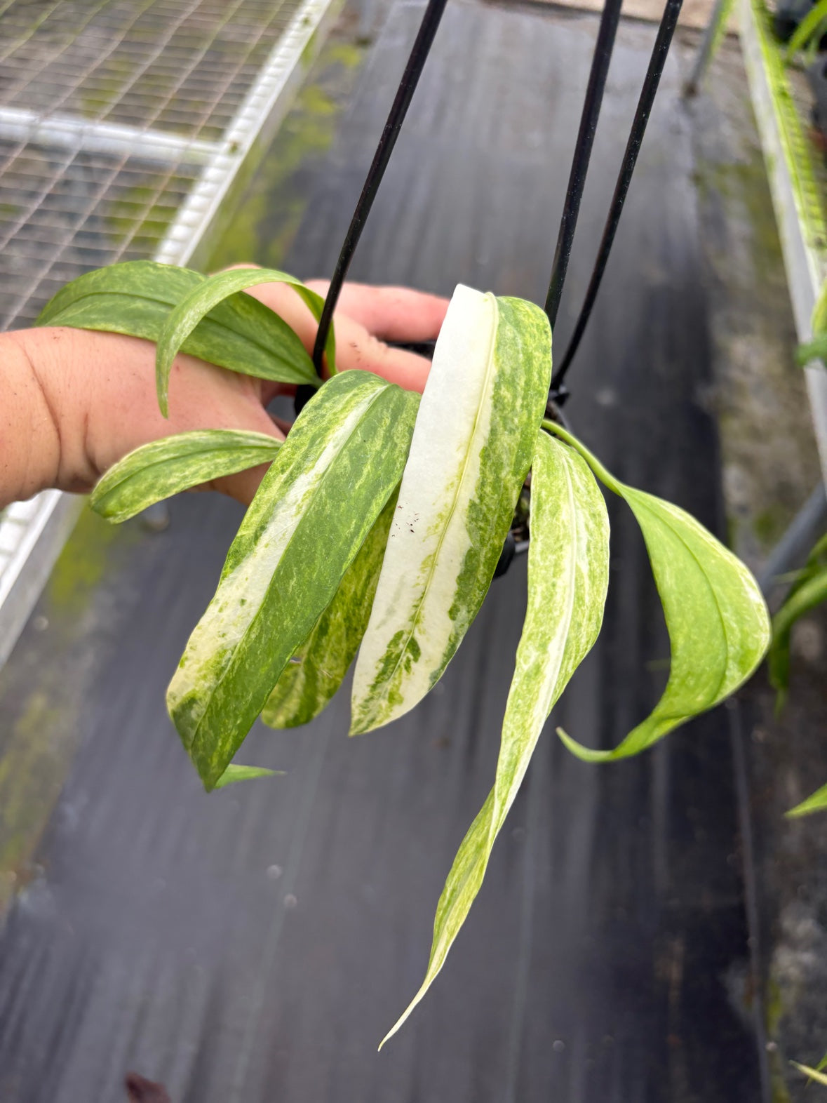 Anthurium Vittariifolium Variegated