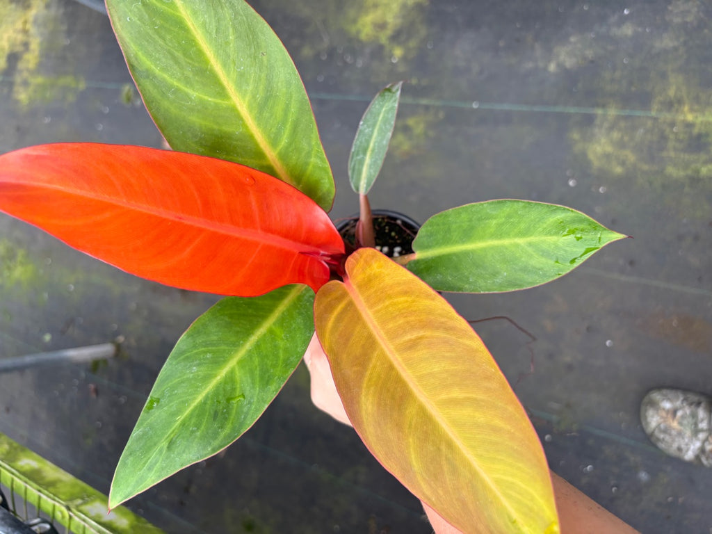 Red Sun Philodendron
