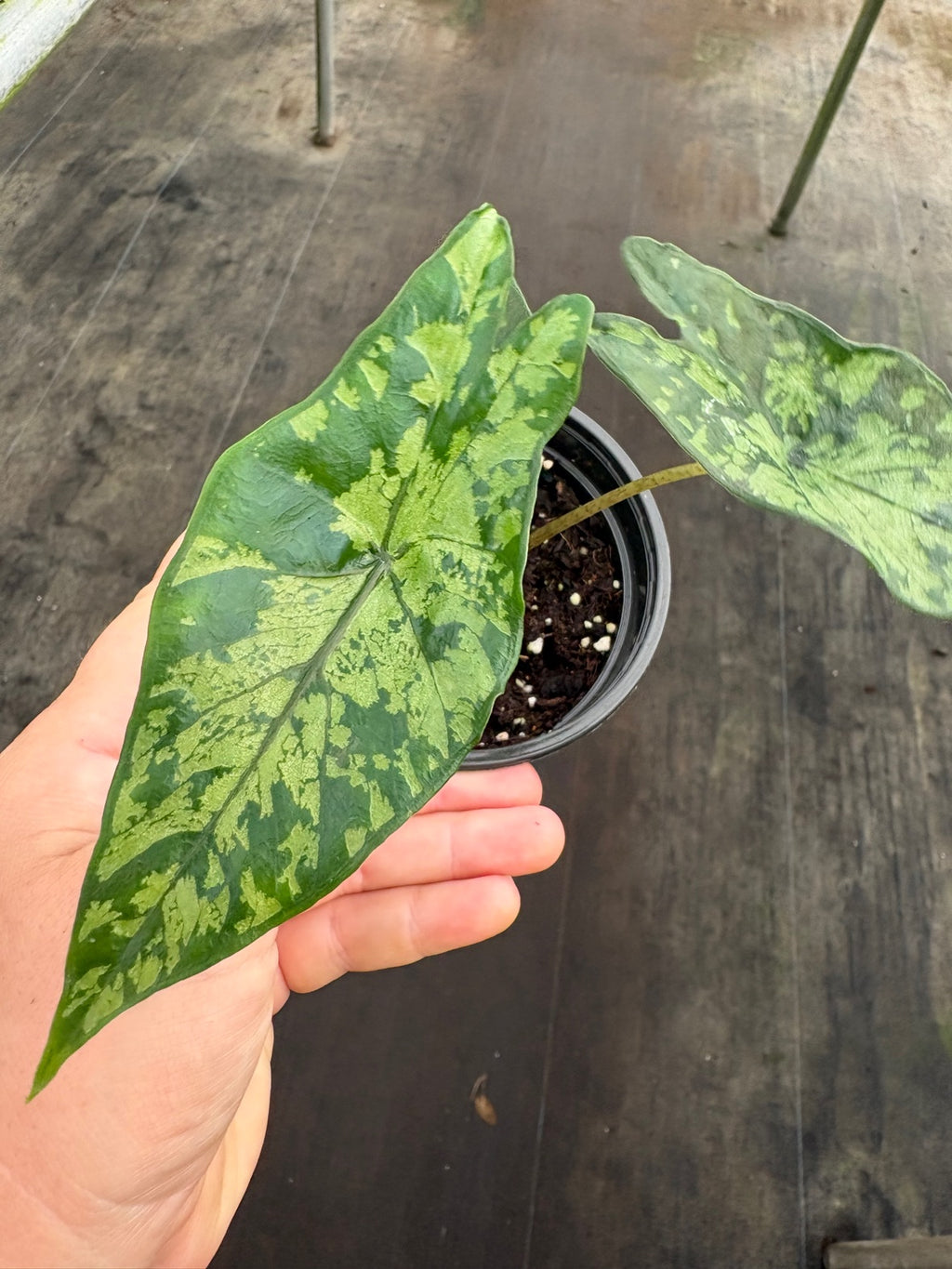 Alocasia Shattered Glass