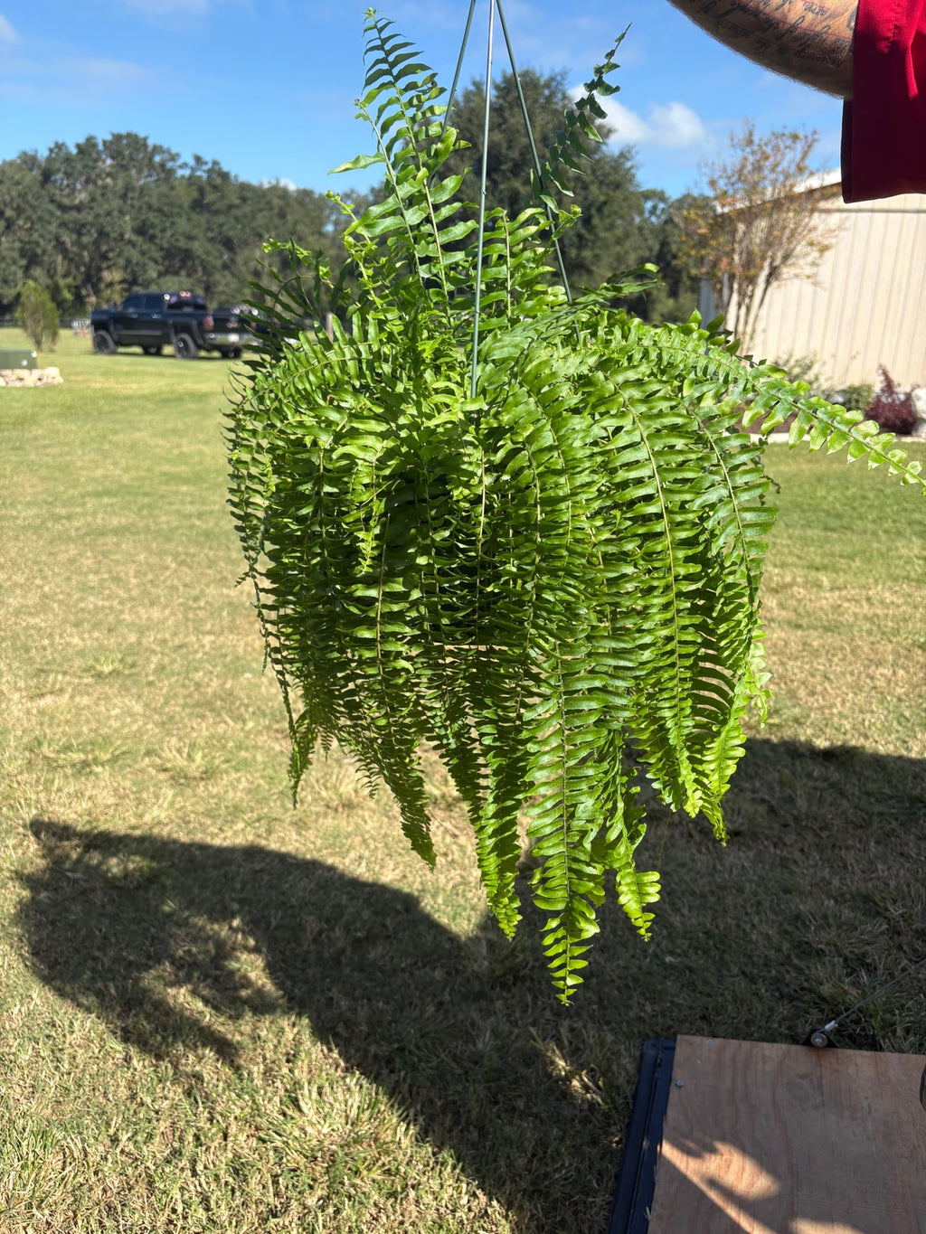 Boston Ferns