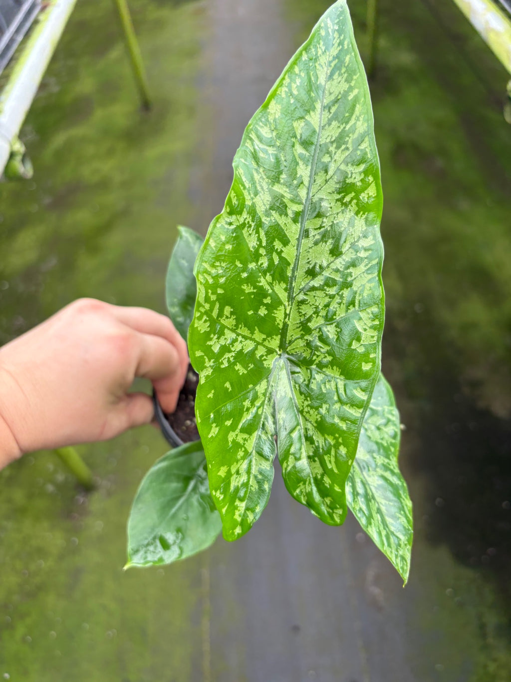 Alocasia Shattered Glass