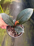 Burgundy Ficus