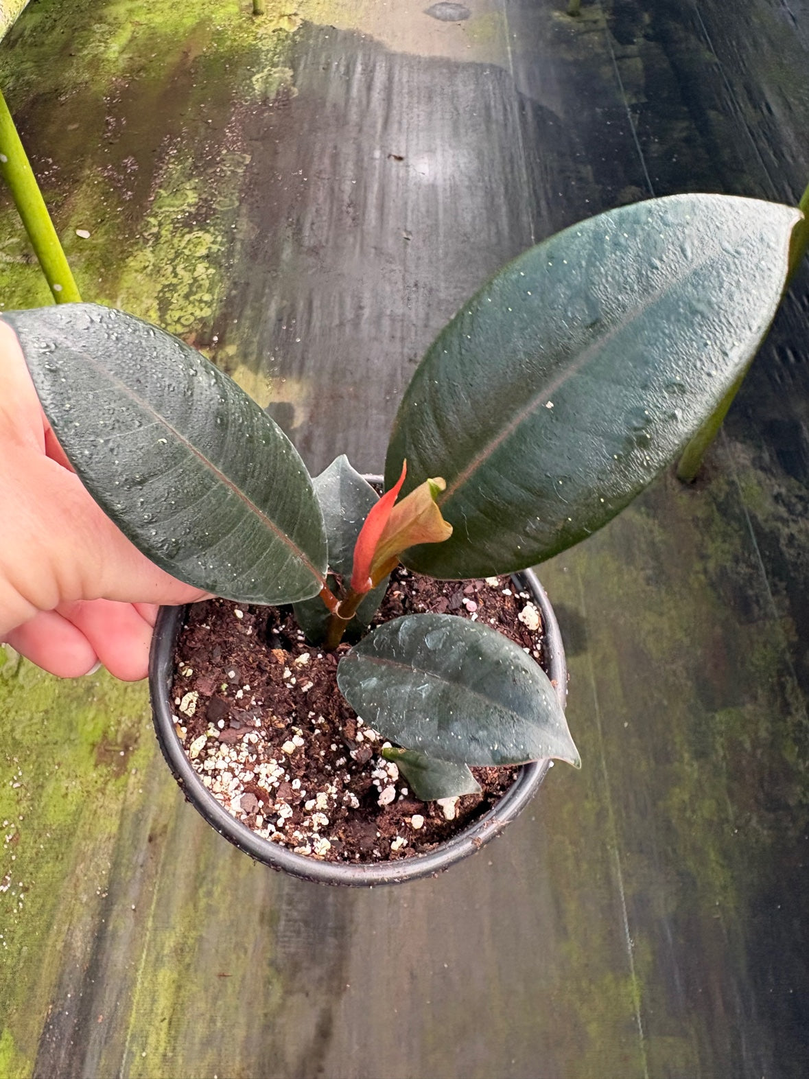 Burgundy Ficus