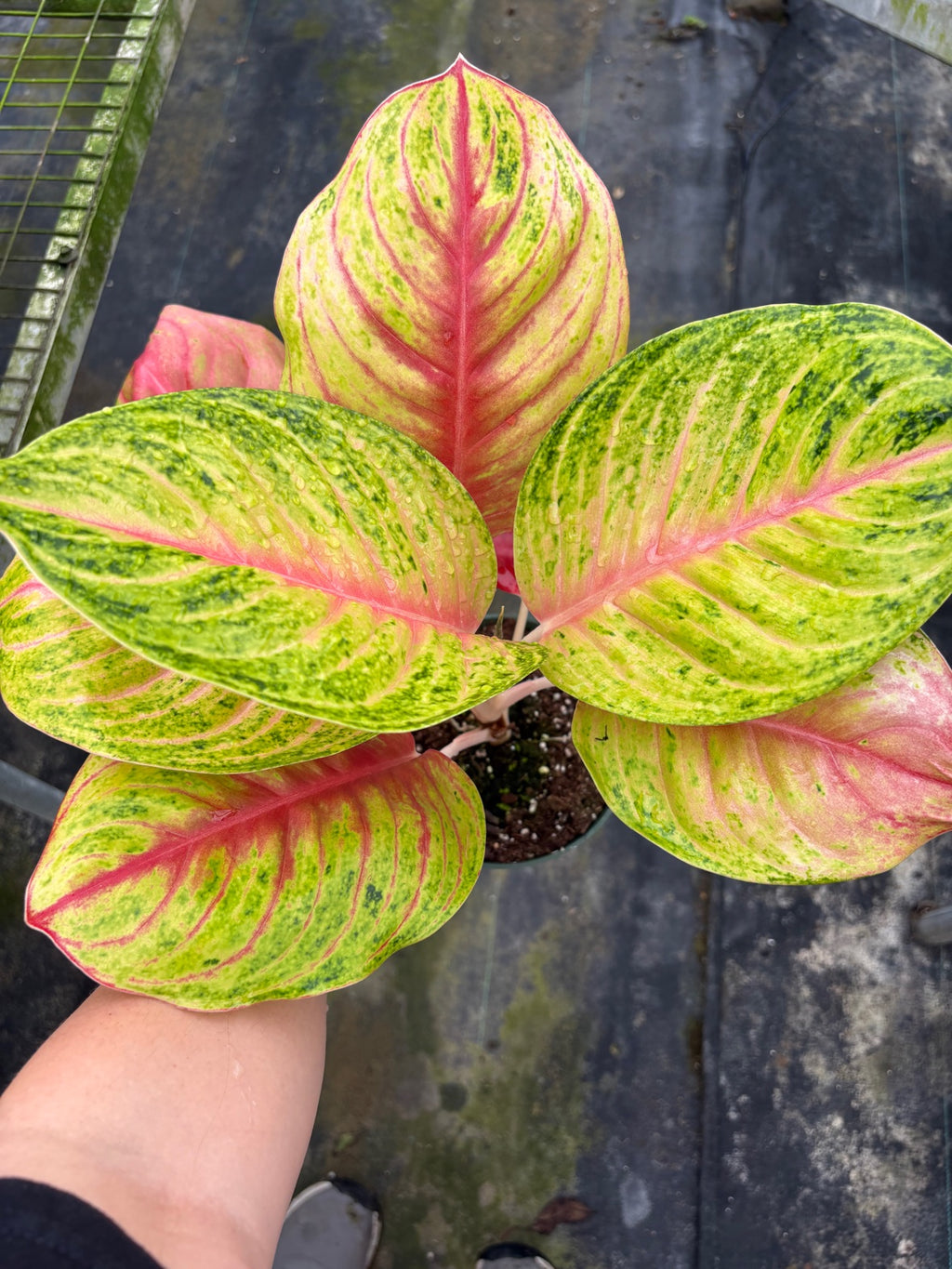 Aglaonema Full House