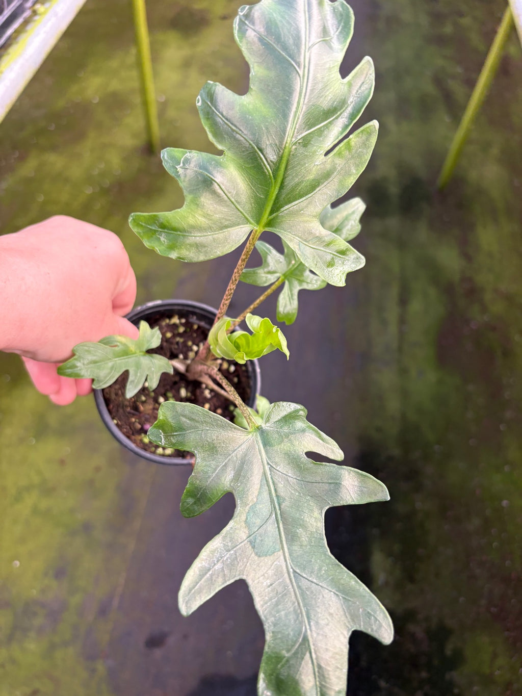 Alocasia Brancifolia