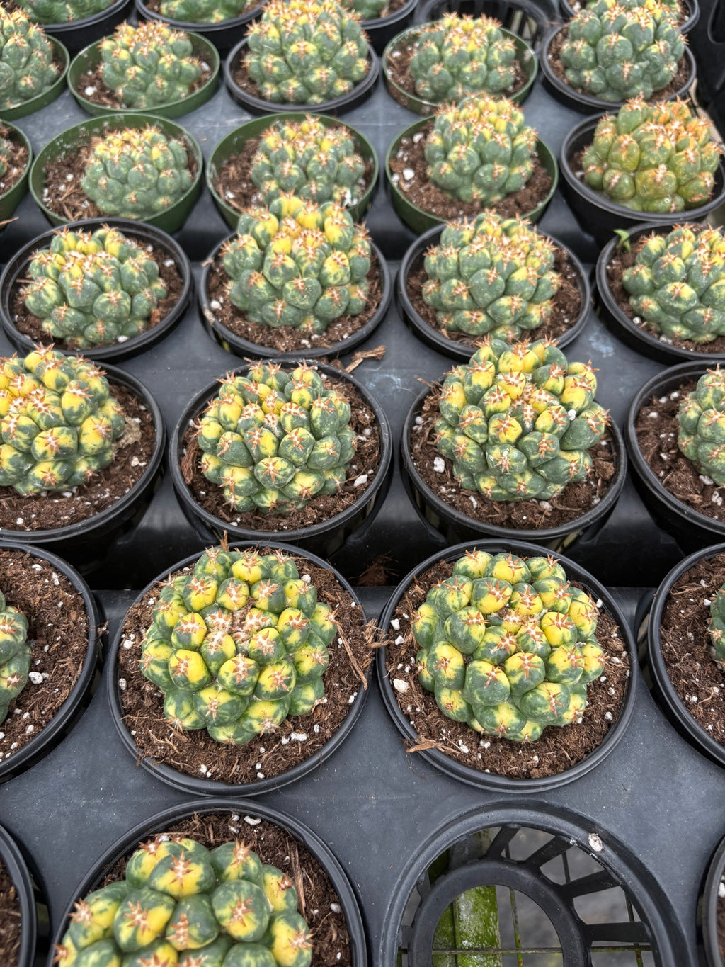 Variegated Beehive Cactus