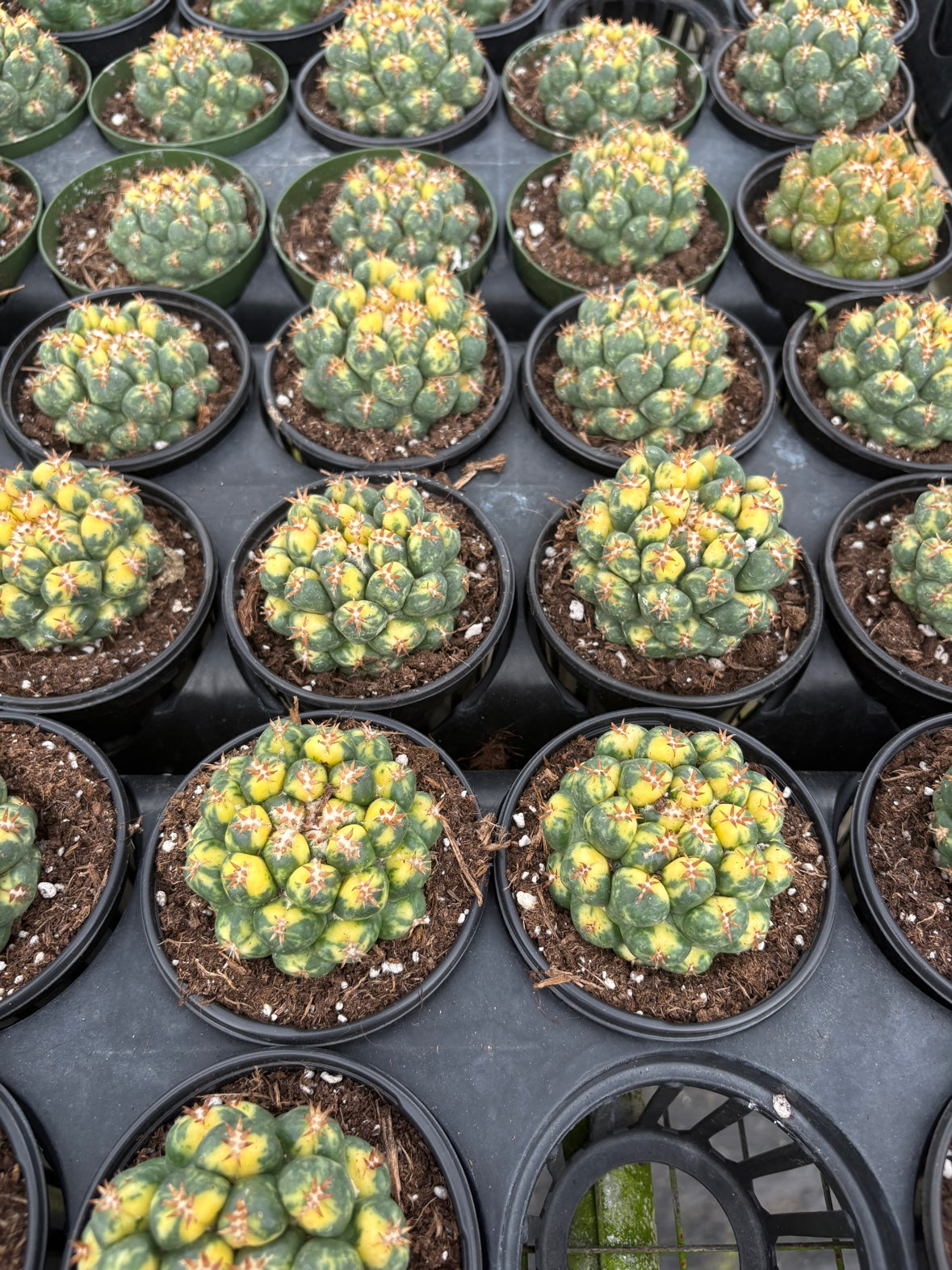 Variegated Beehive Cactus