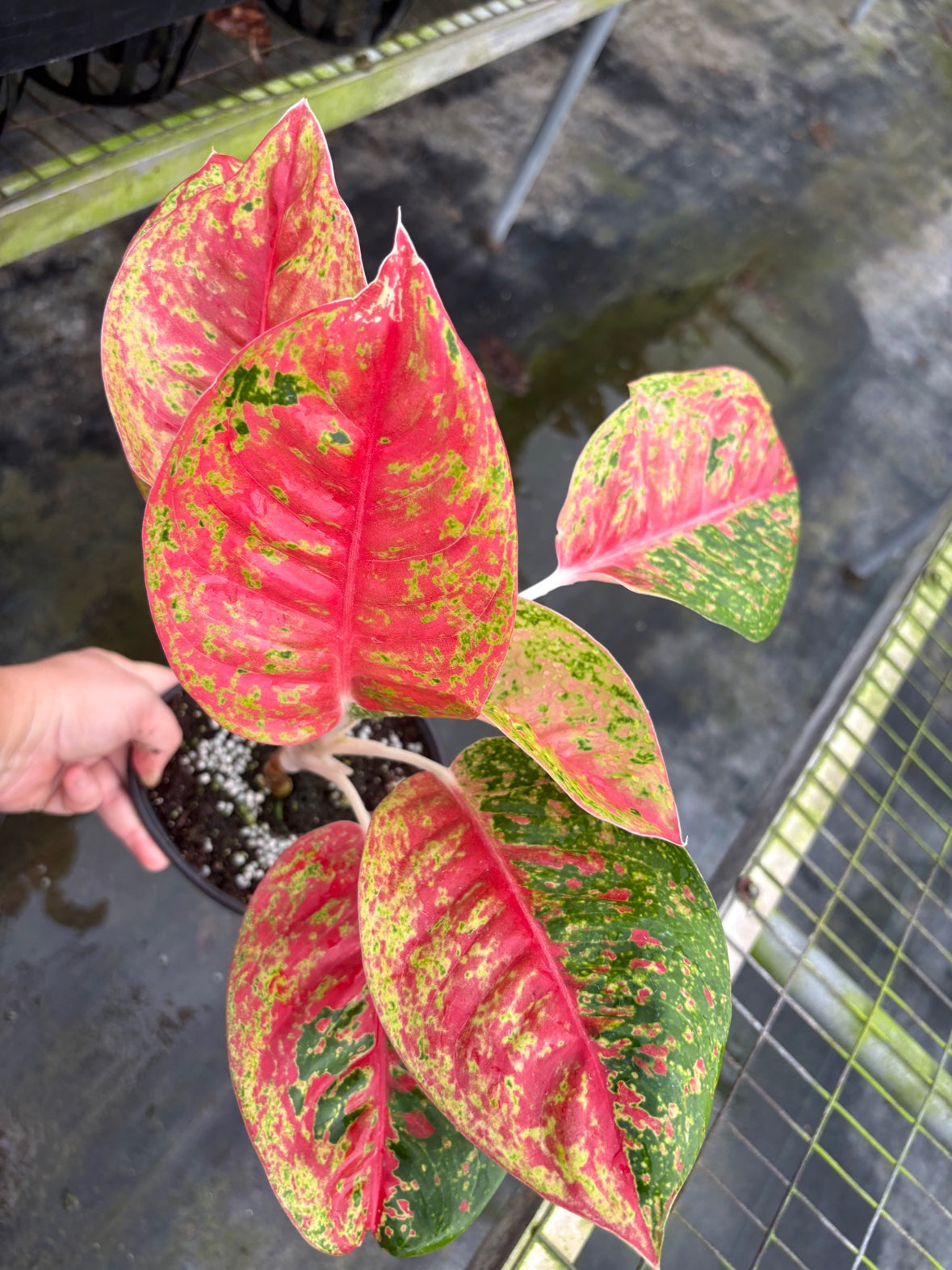 Aglaonema Red Mahasetii