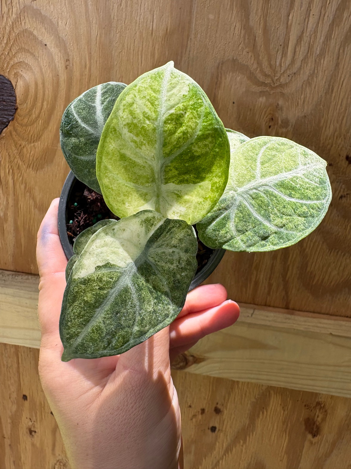Ninja Tricolor Alocasia