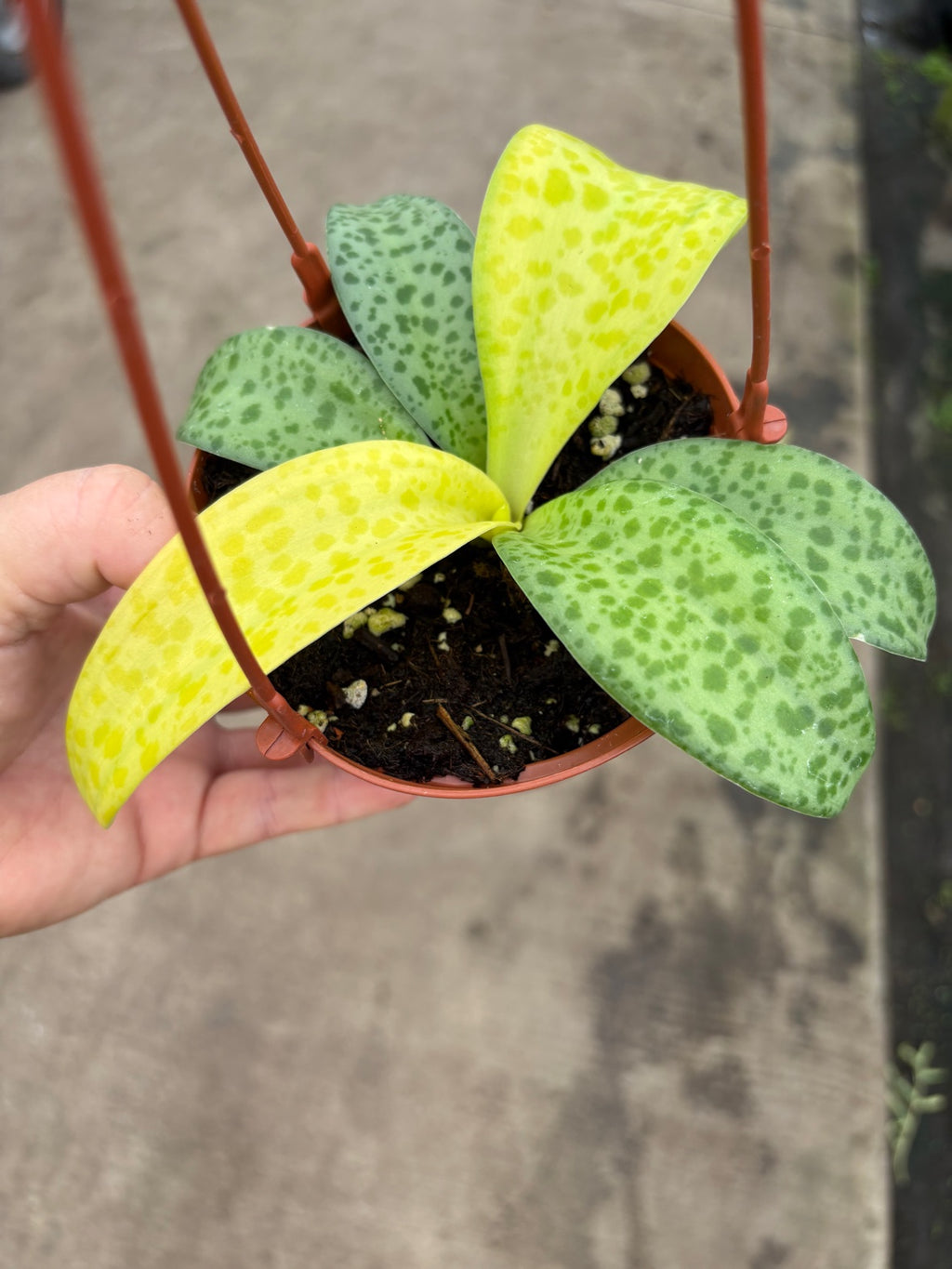 Leopard Lily aka Ledebouria socialis aka Silver Squill