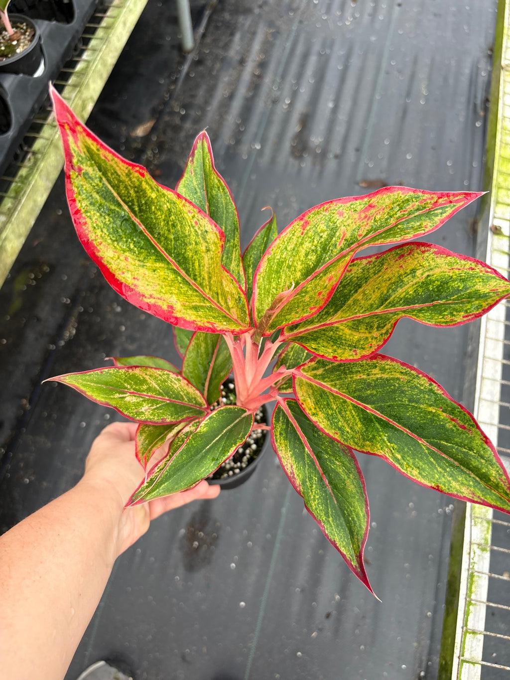 Aurora Siam Aglaonema