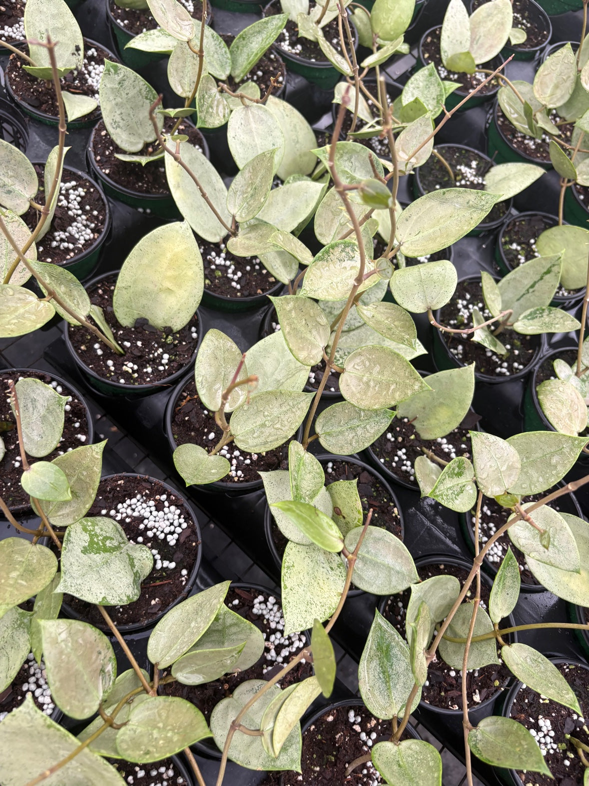 Hoya Silver Heart