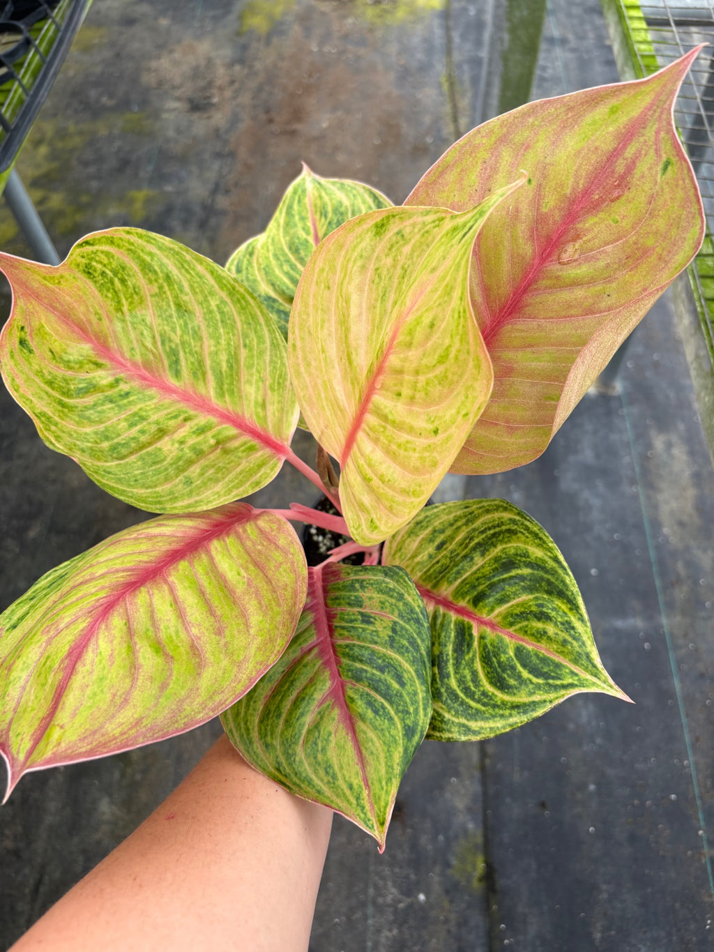 Aglaonema Jouli