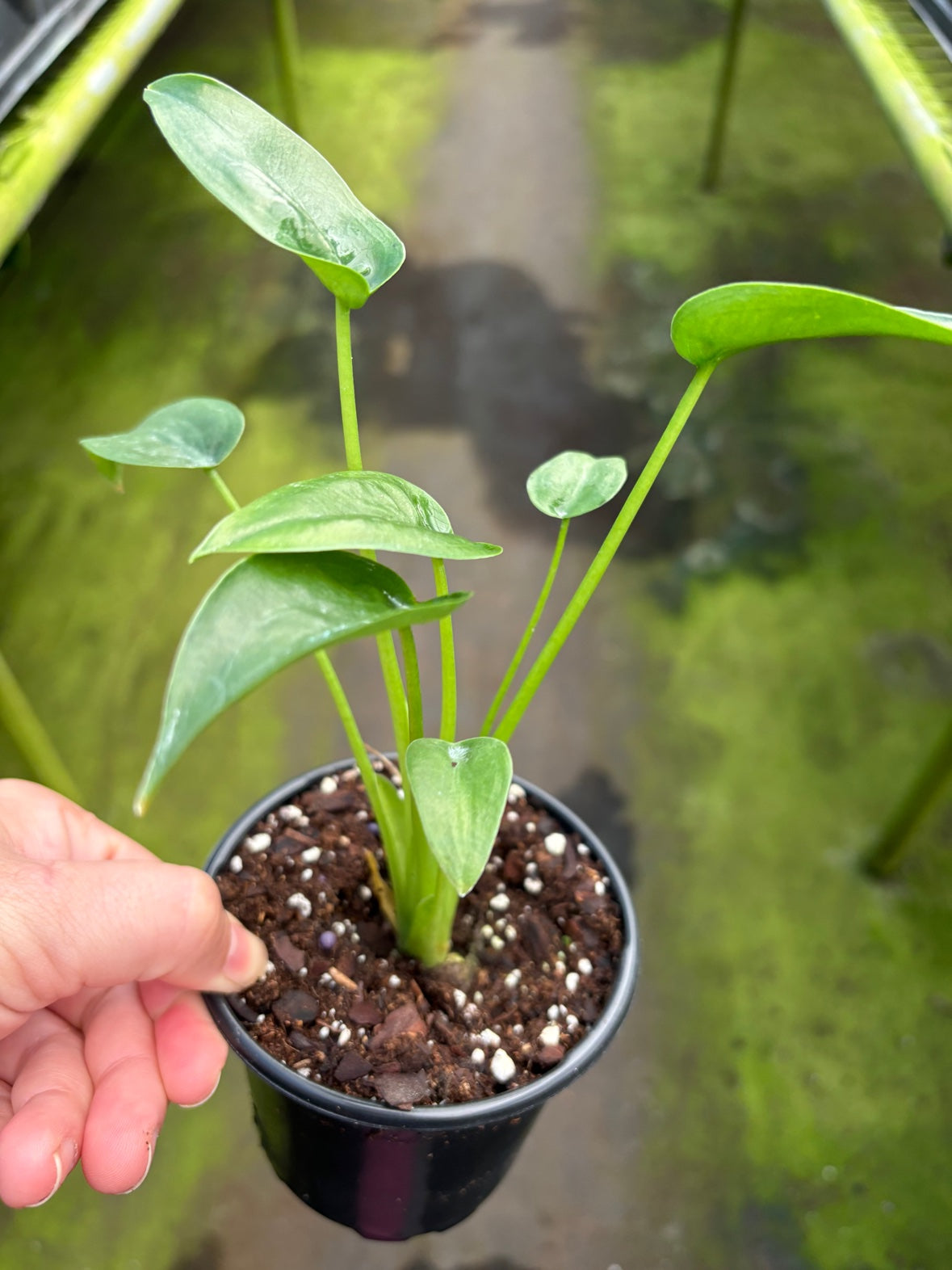 Alocasia Tiny Dancer