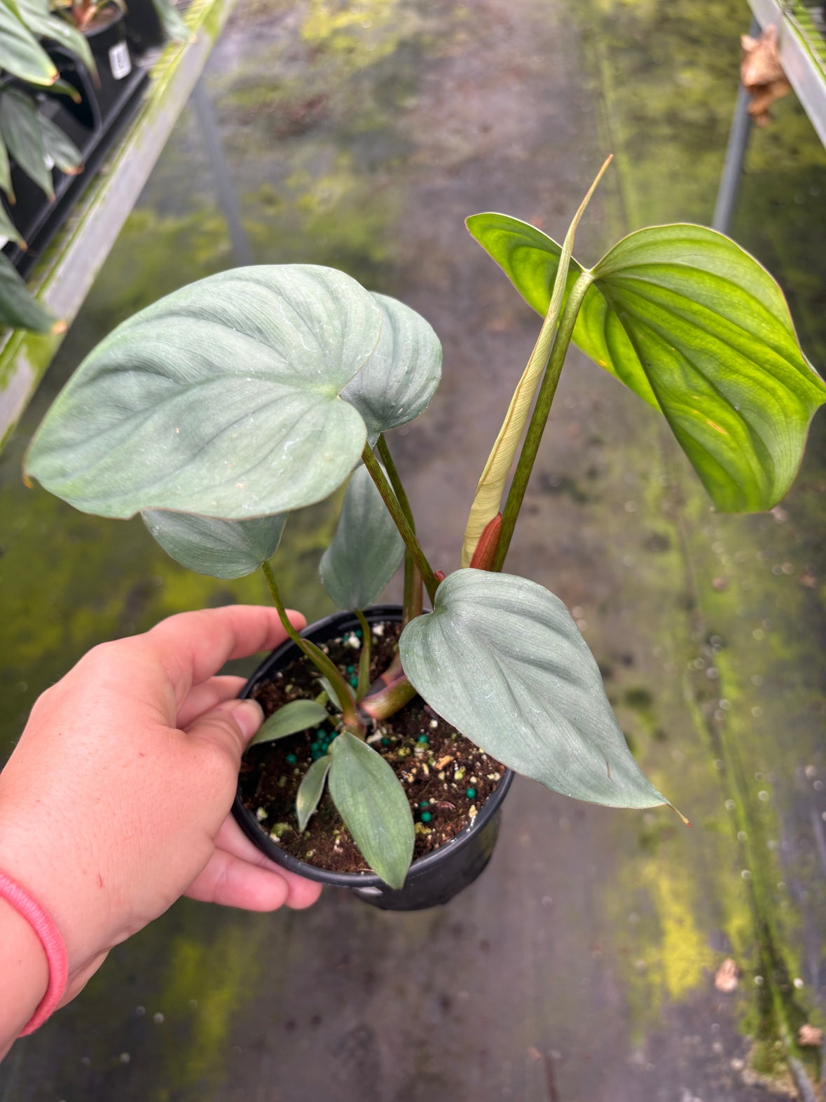 Philodendron Colombia sp