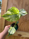 Monstera Electrolyte