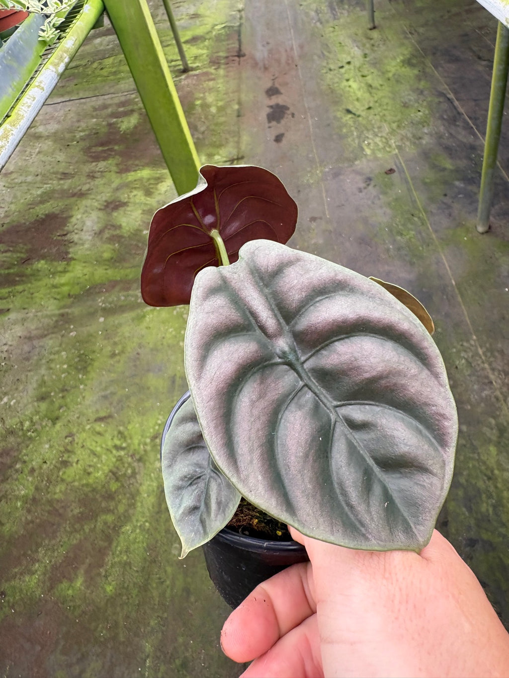 Alocasia Cuprea