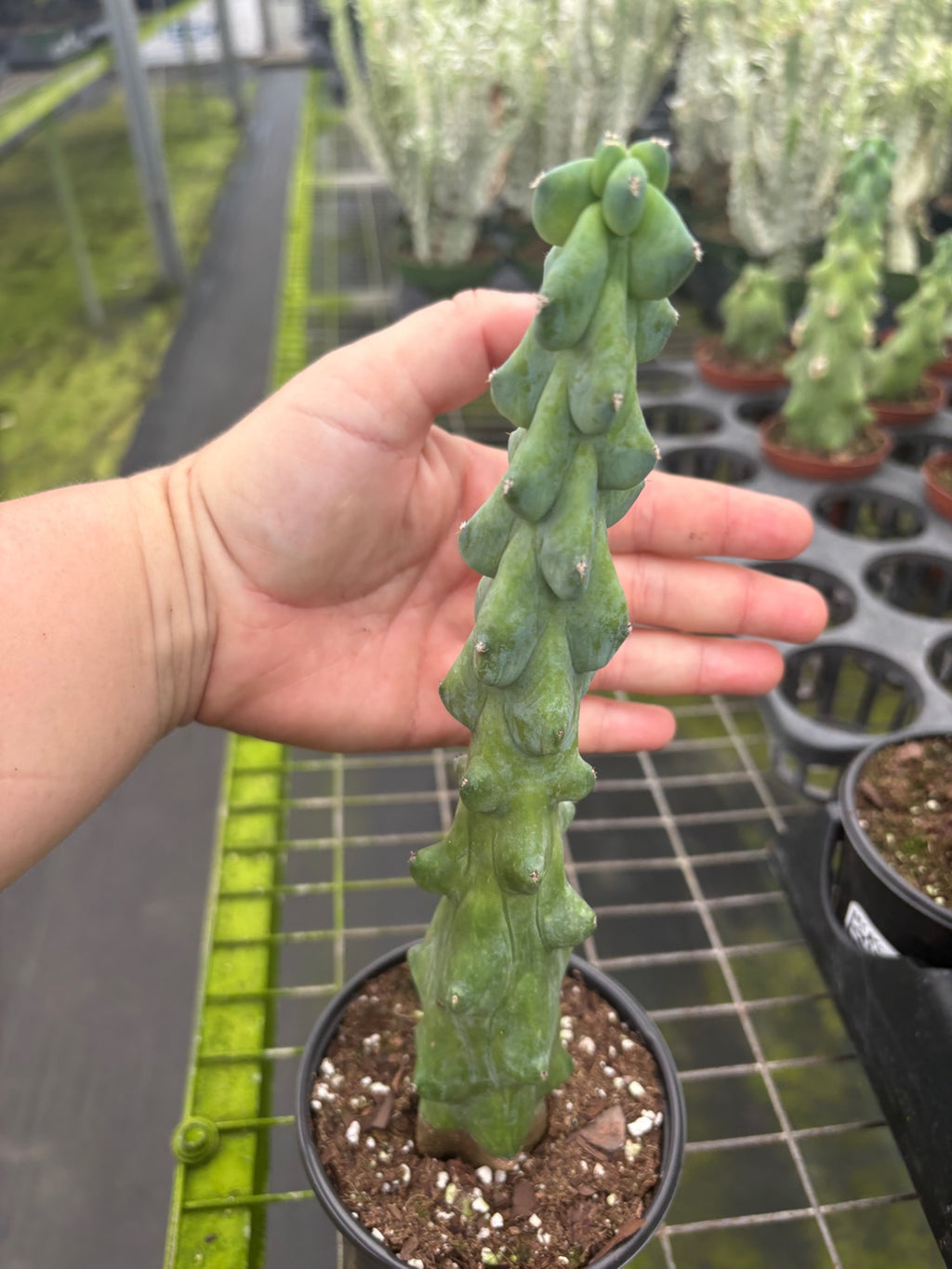 Boobie Cactus