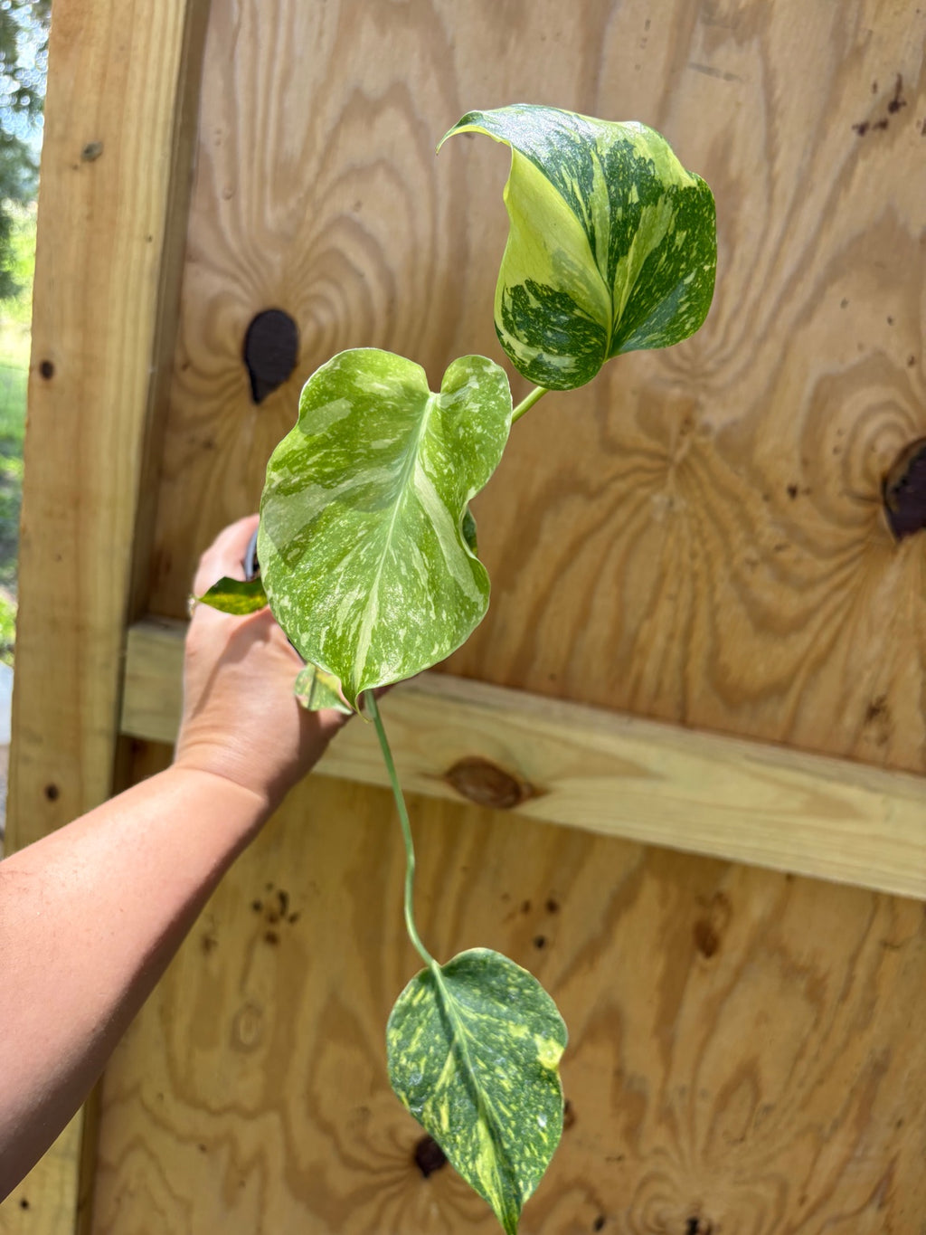 Monstera Electrolyte