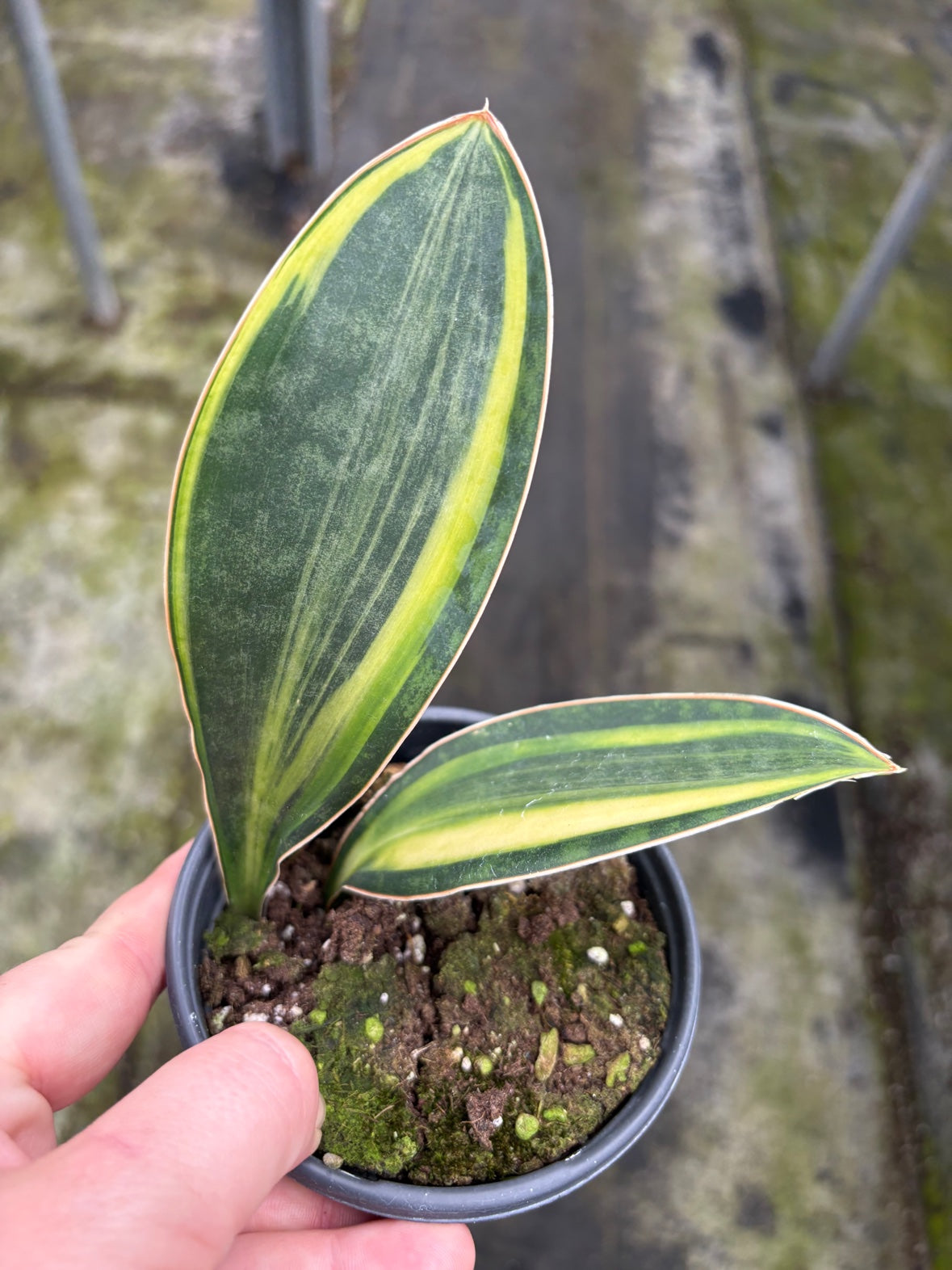 Variegated Whale Fin