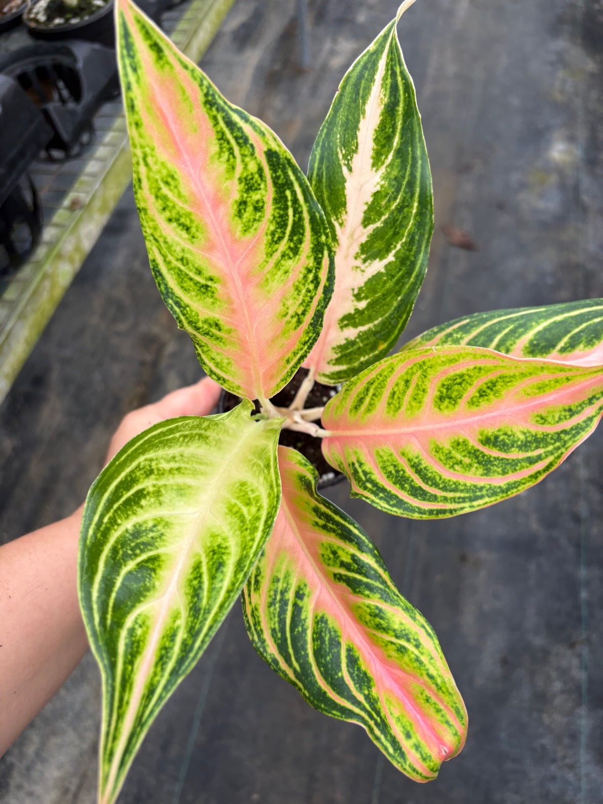 Aglaonema Pink Panama