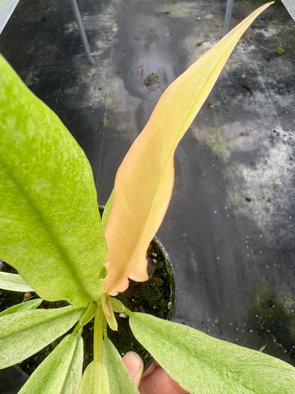 Ring of Fire Mint Philodendron