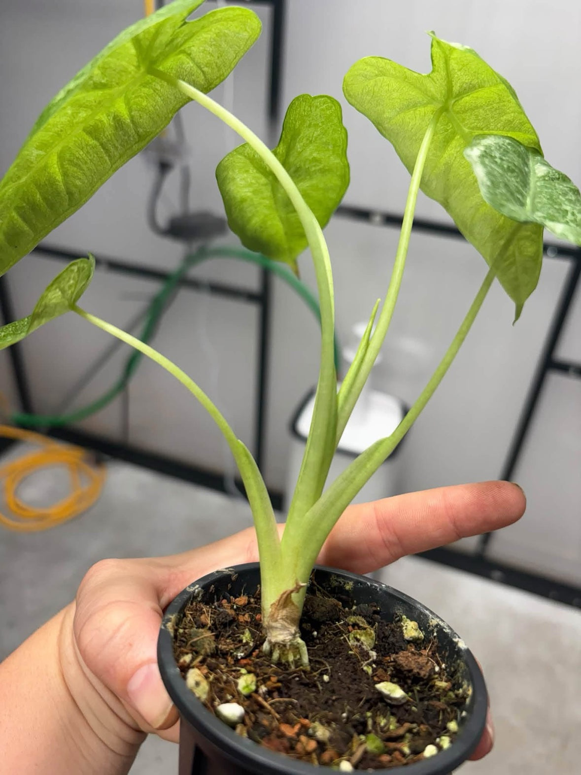 Alocasia Mint Lava Mosaic Frydek