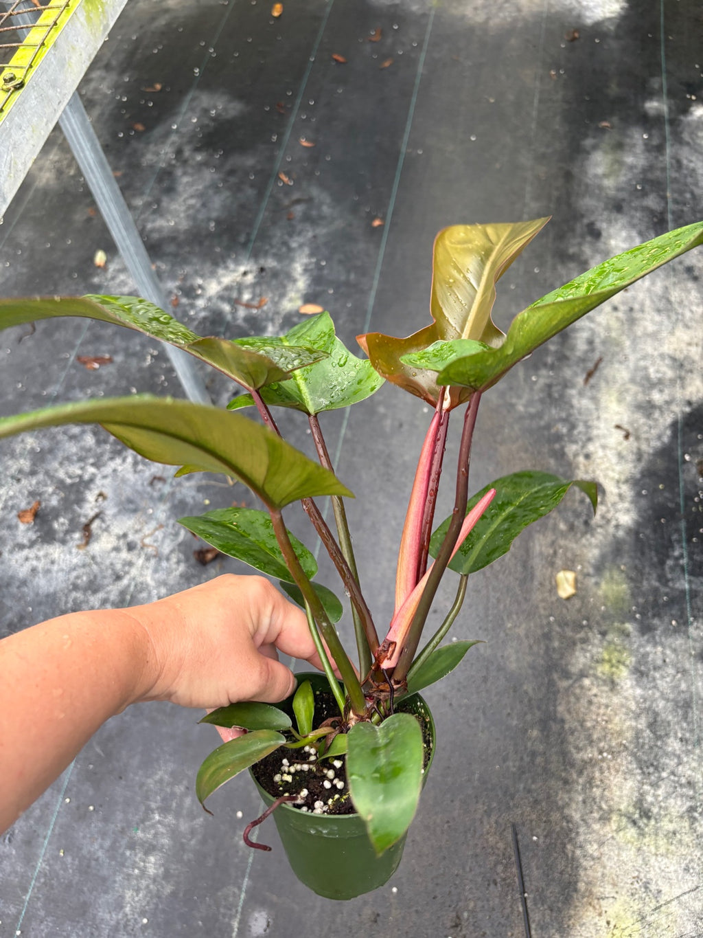 Florida Bronze Philodendron