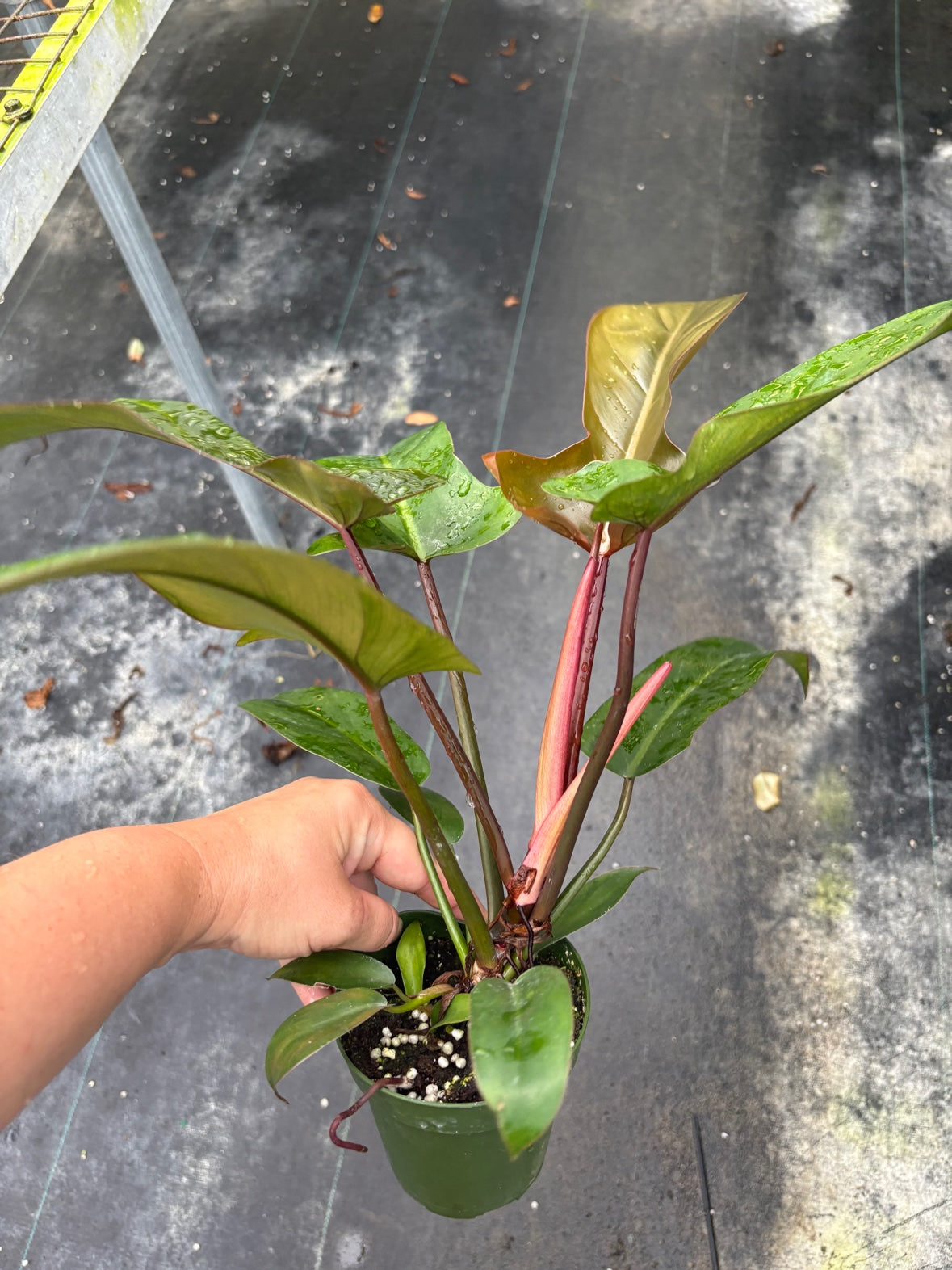 Florida Bronze Philodendron