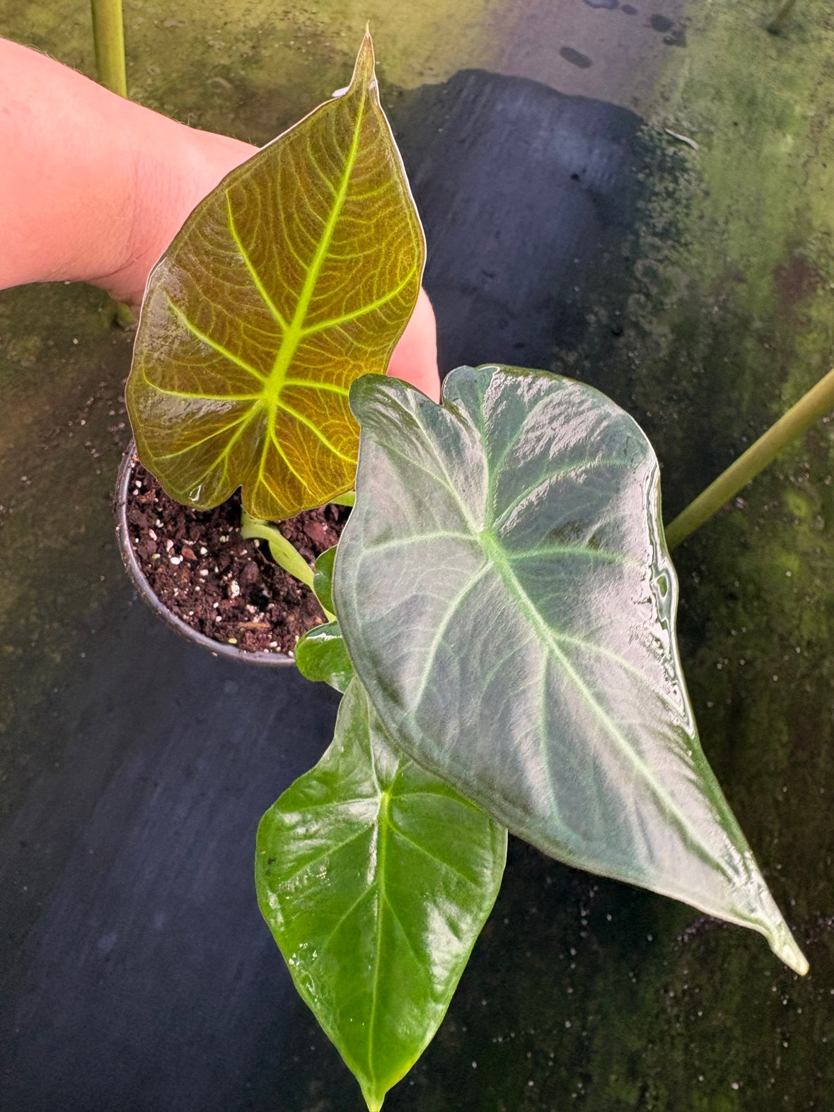 Regal Shield Alocasia