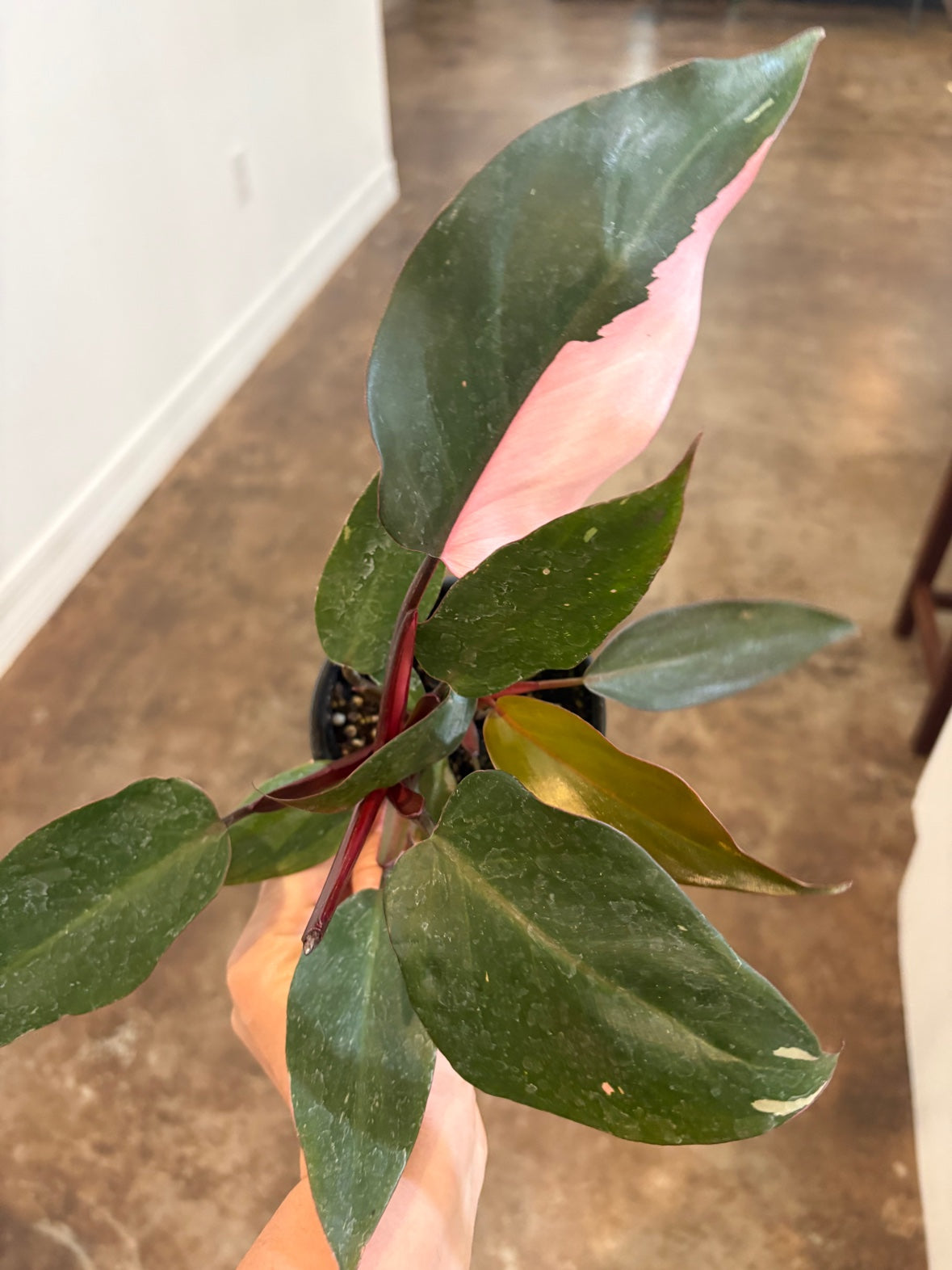 Burgundy Pink Princess Philodendron