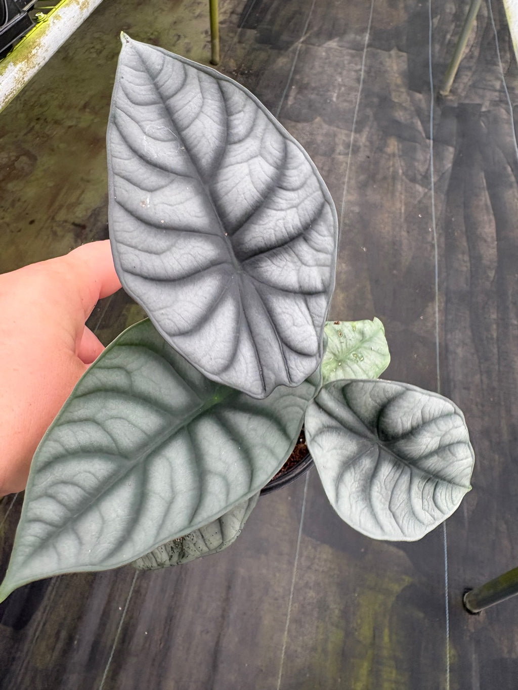 Silver Dragon Alocasia