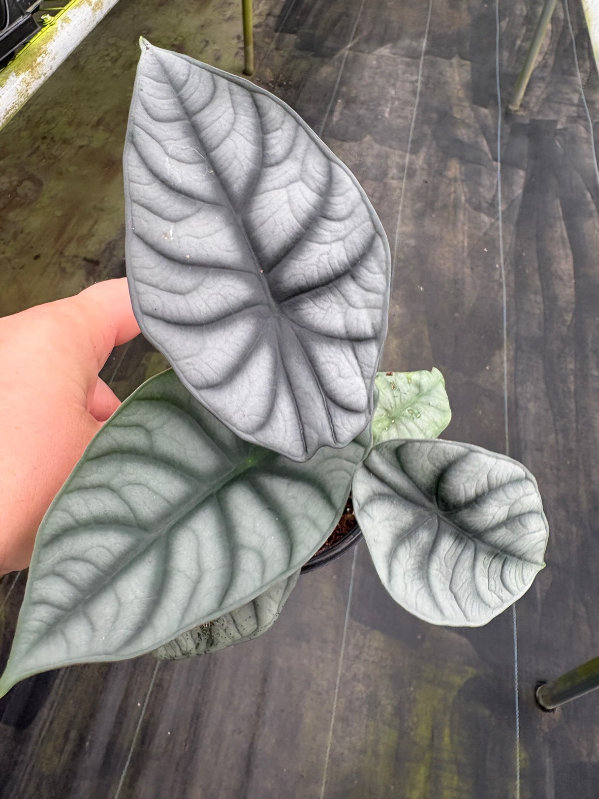 Silver Dragon Alocasia