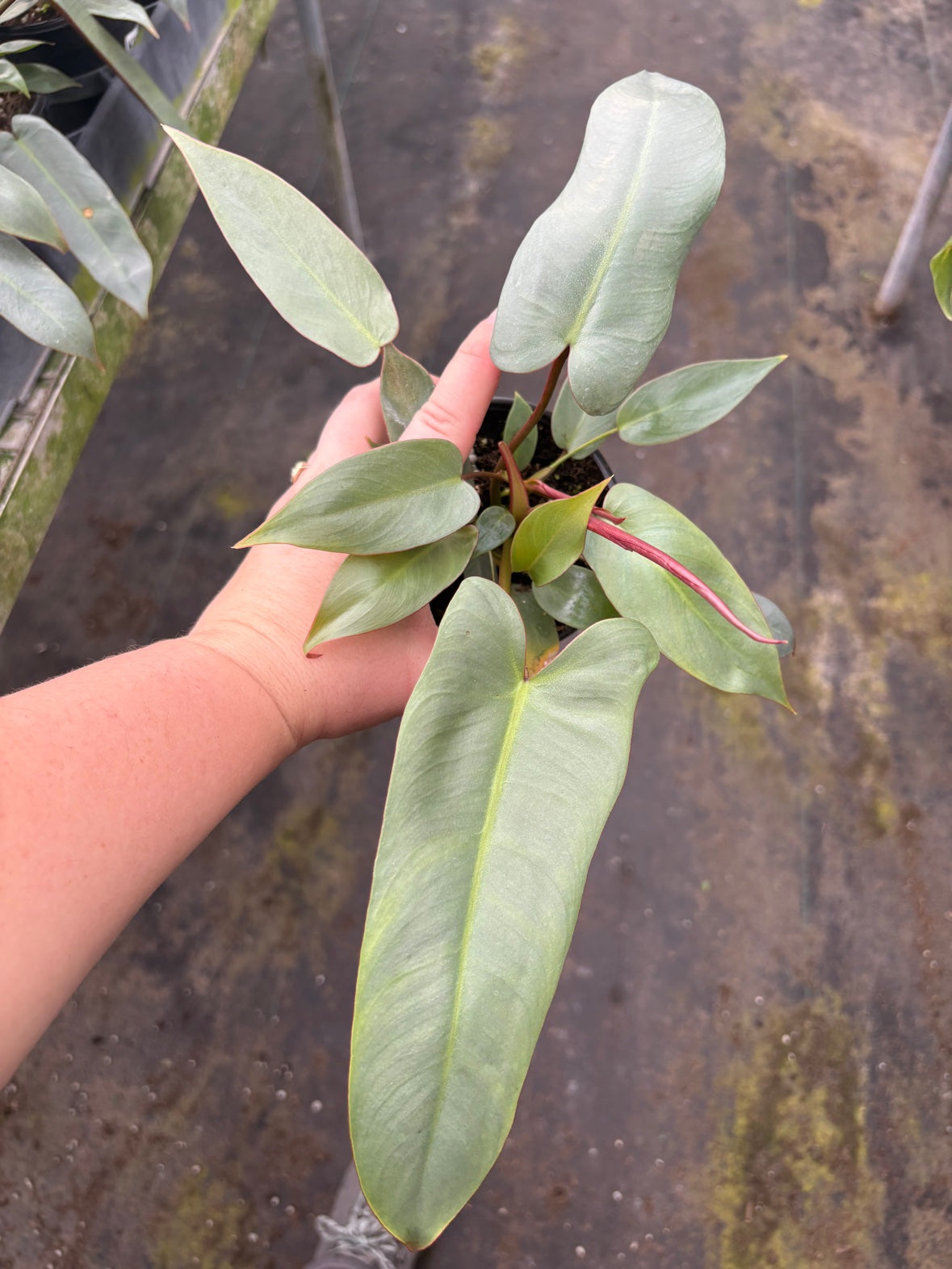 Philodendron Atabapoense