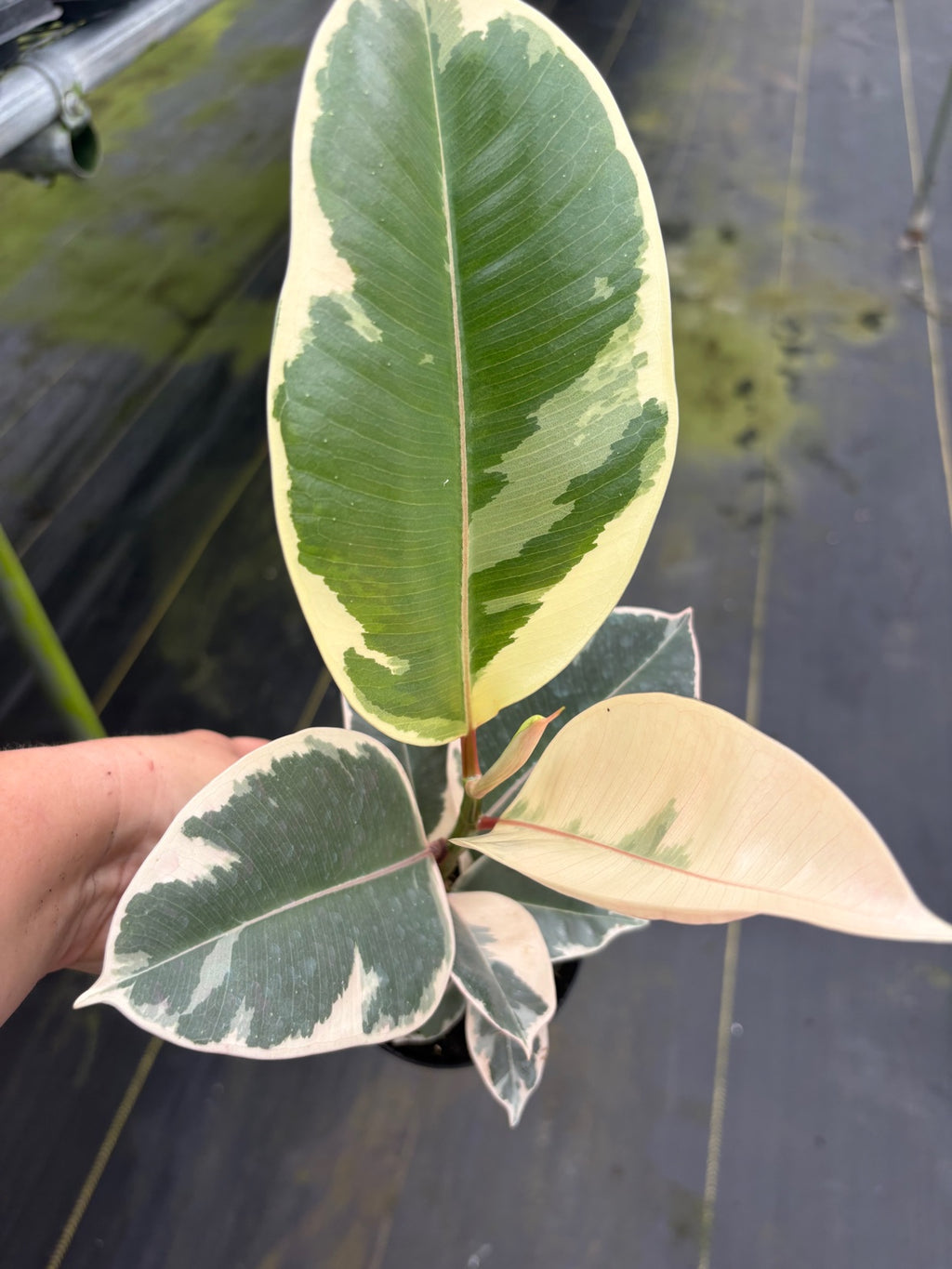 Ficus Tineke