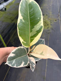 Ficus Tineke