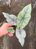 Alocasia Bisma