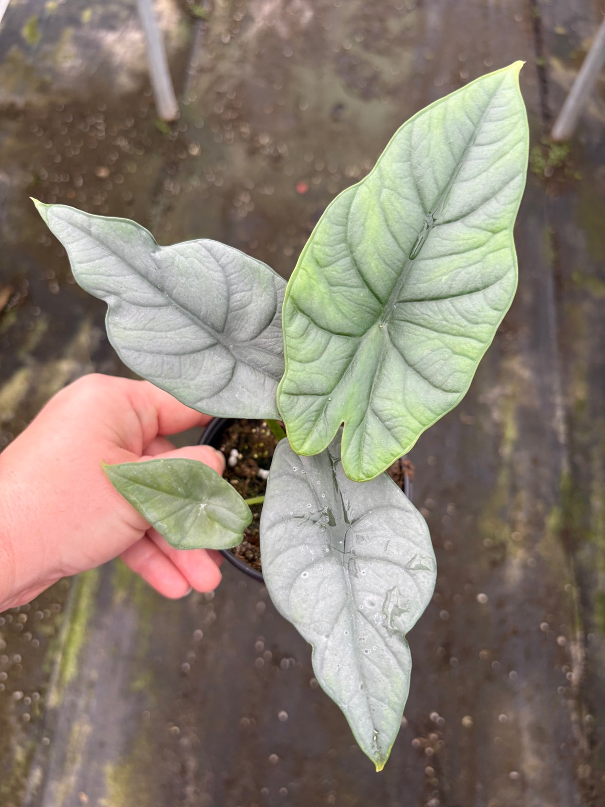 Alocasia Bisma