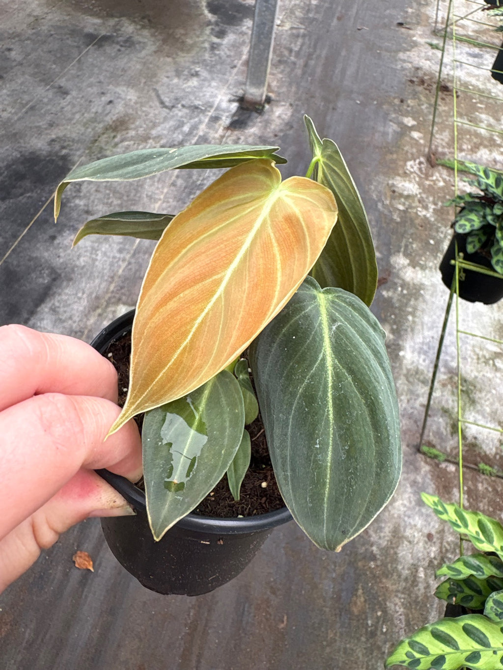 Philodendron Melanochrysum