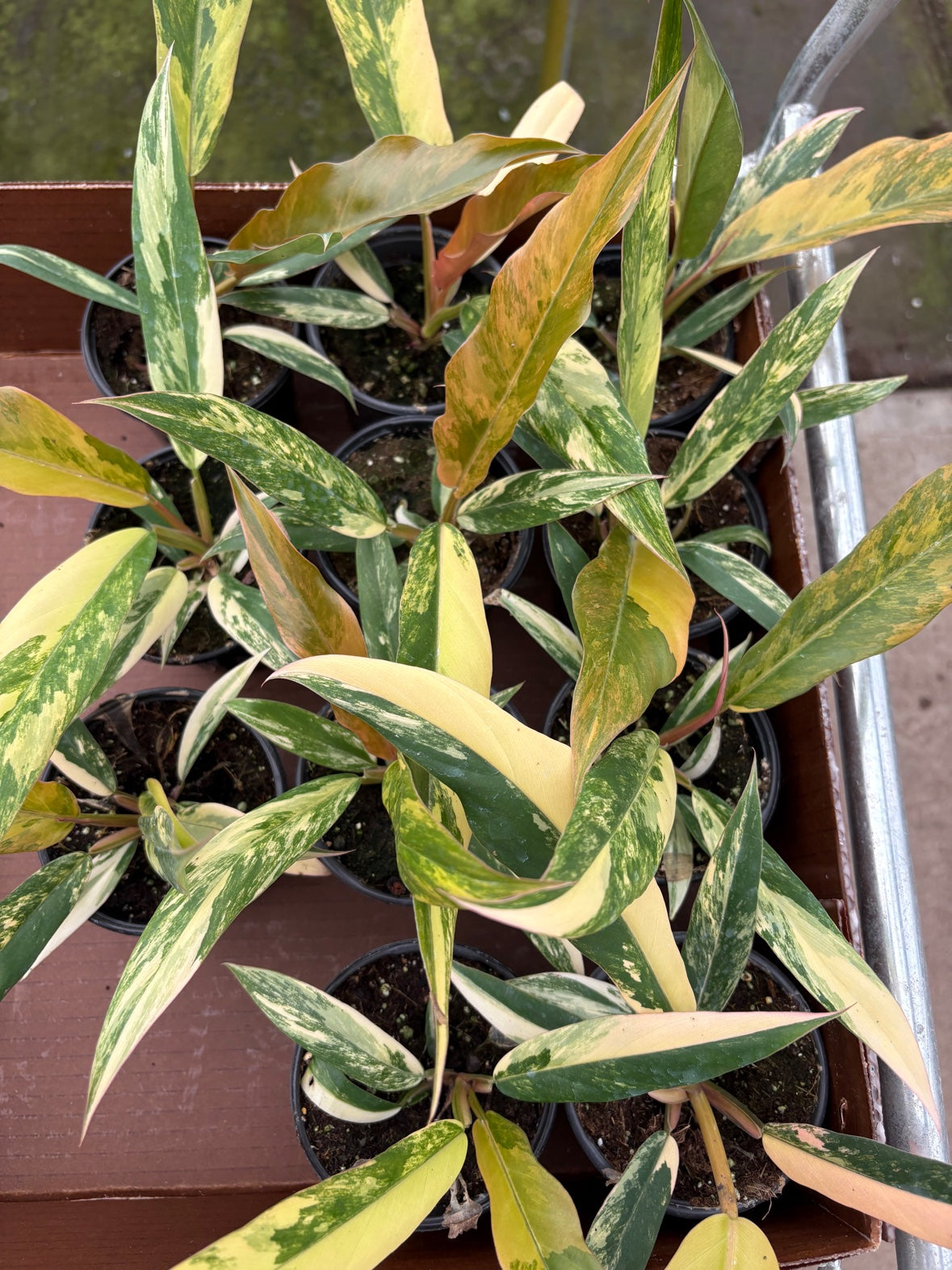 Caramel Marble Philodendron