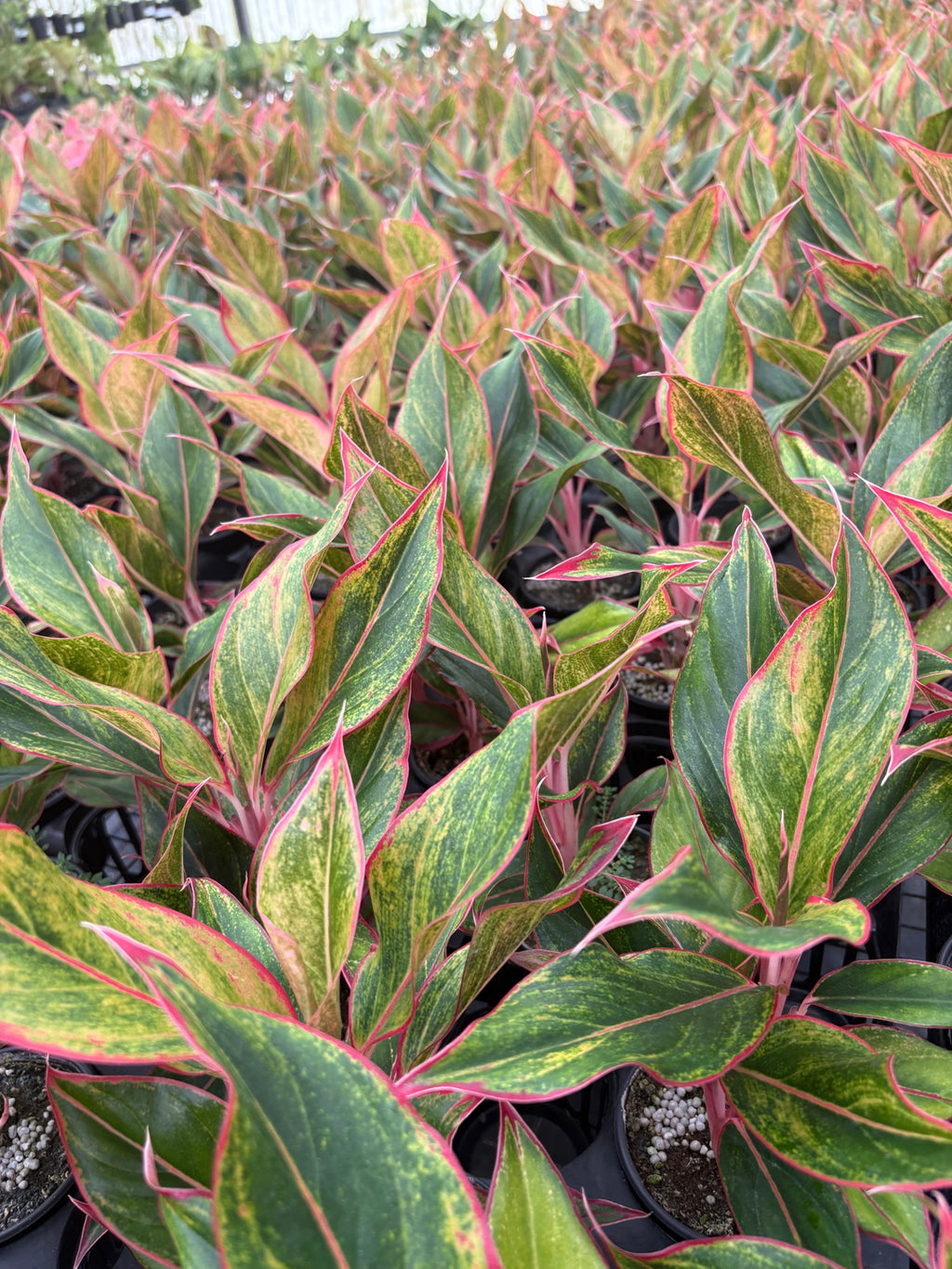 Aurora Siam Aglaonema