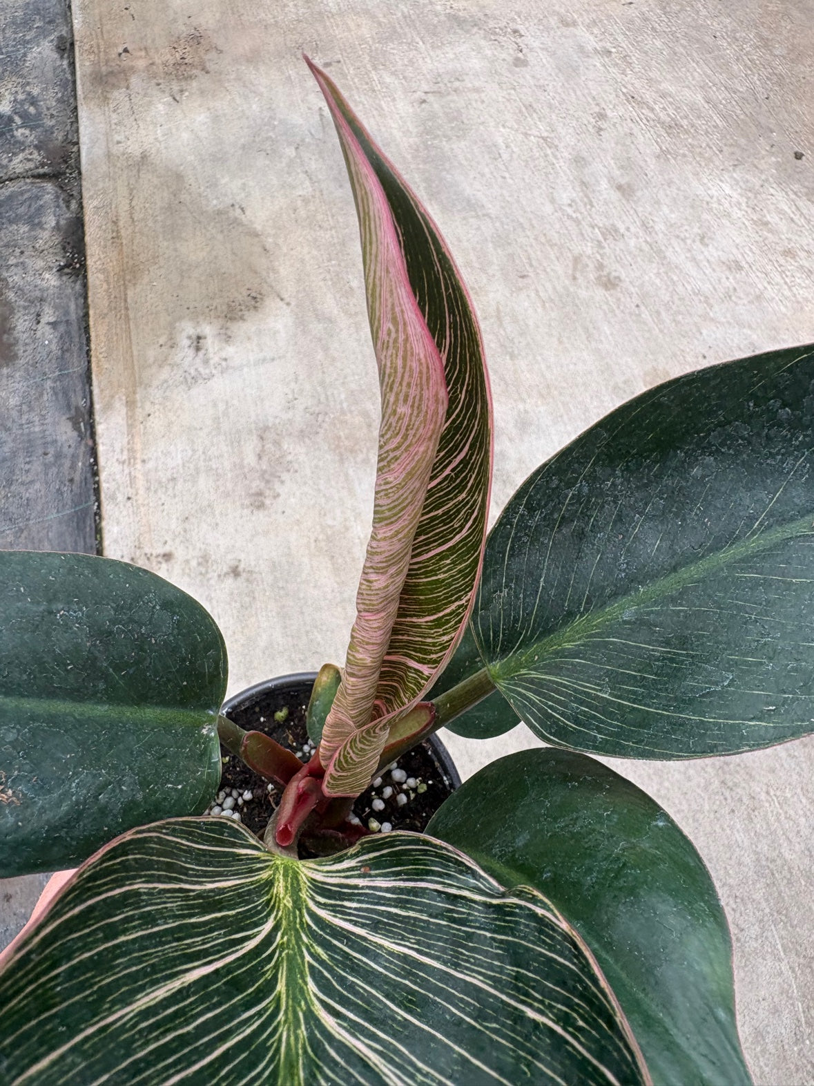 Philodendron Pink Birkin