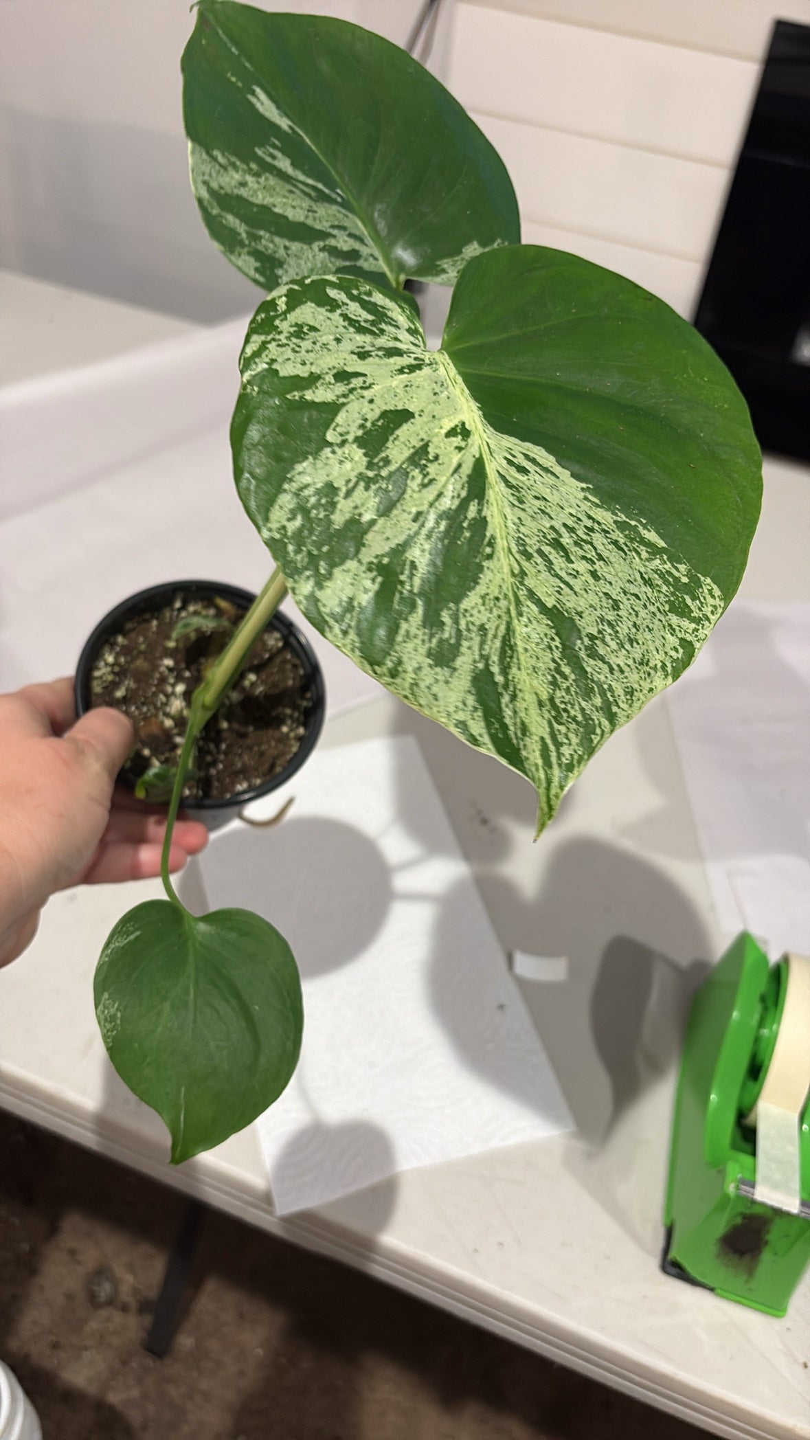 Monstera Bulbasaur