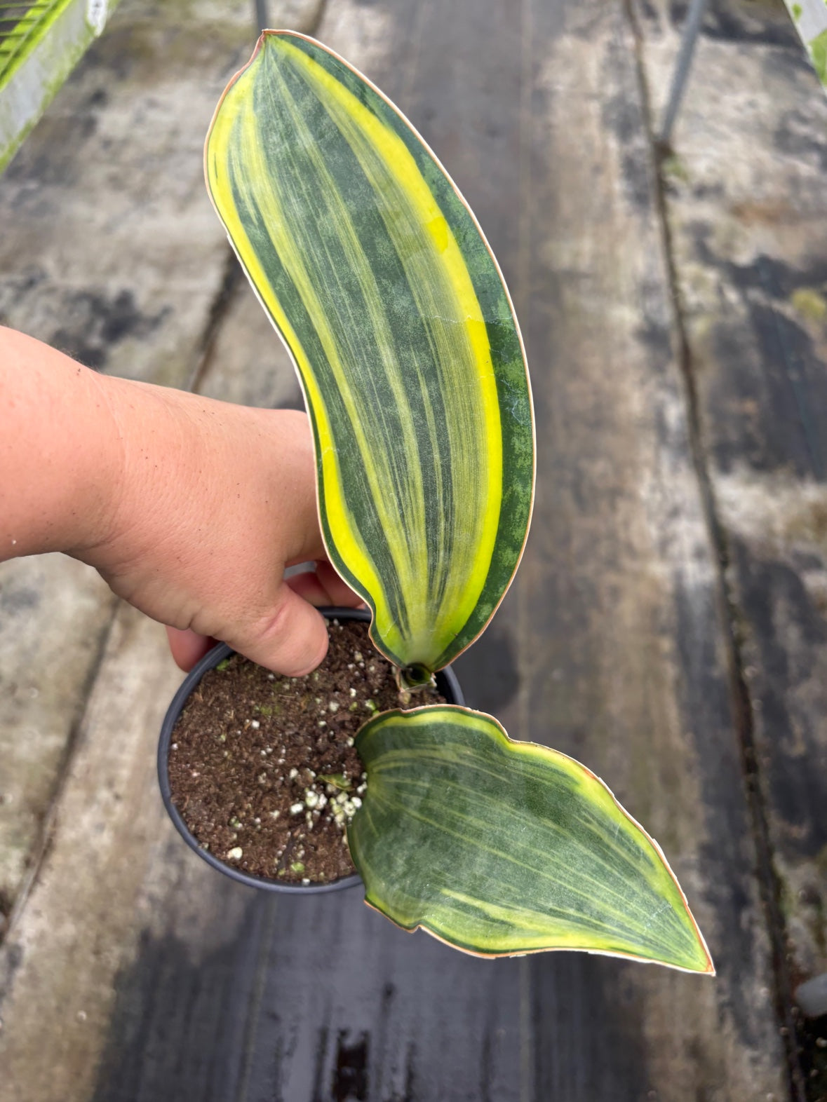 Variegated Whale Fin