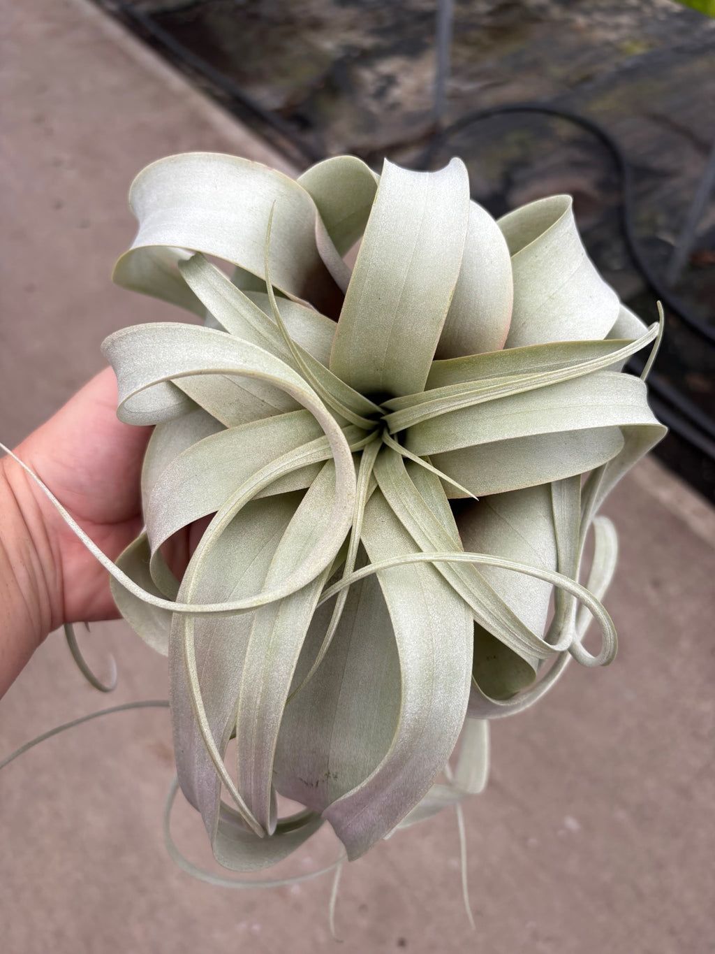 Airplant Tillandsia Xerographica
