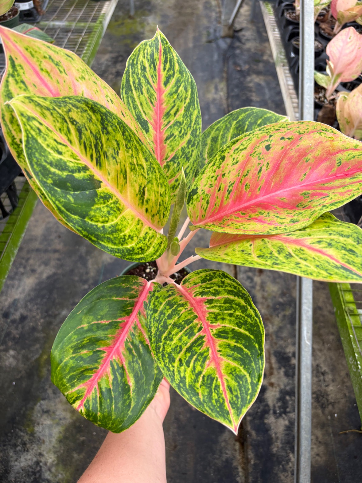 Aglaonema Full House