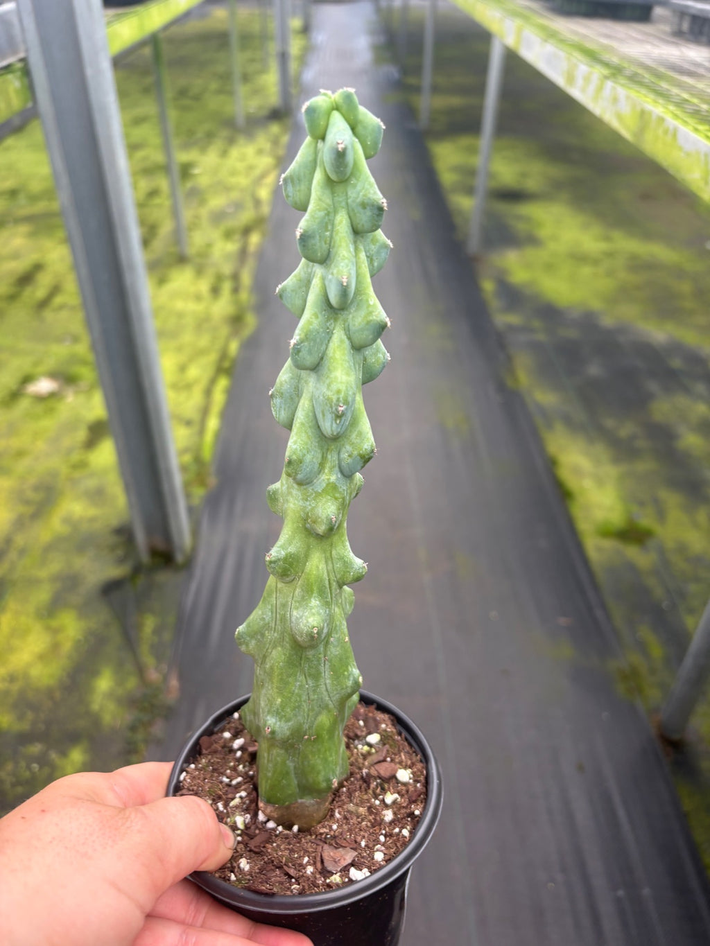 Boobie Cactus