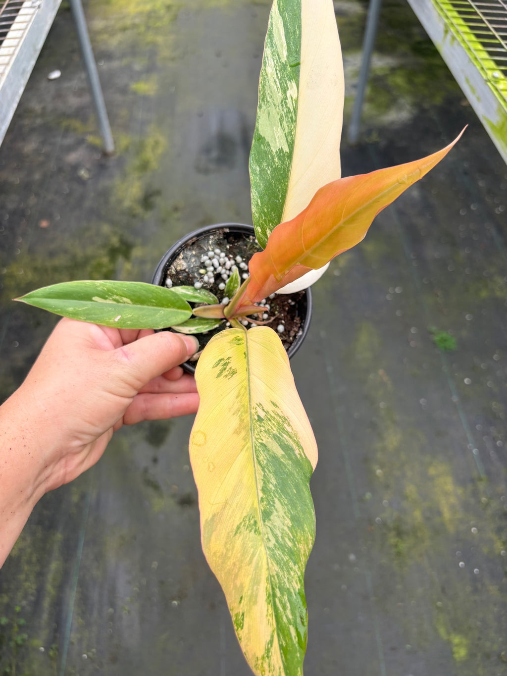Caramel Marble Philodendron